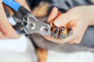 Como cortar unhas de cachorro: confira o passo a passo