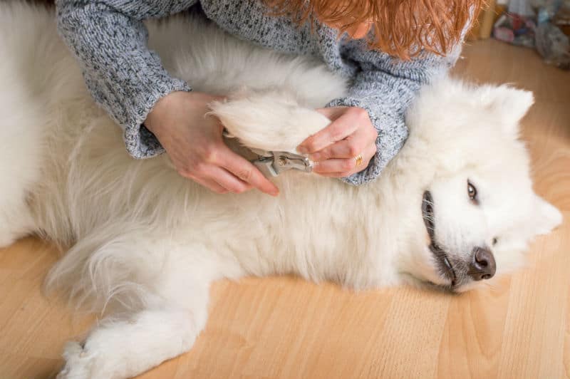 Cachorro, com pelos brancos, deitado enquanto a tutora corta as unhas da pata dianteira.