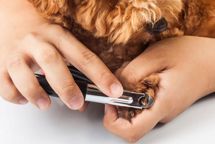 Tutora cortando as unhas da pata do cachorro com pelo marrom.