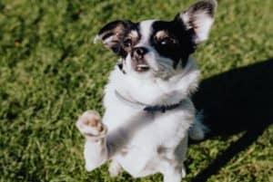 Saiba como ensinar o cachorro a dar a pata