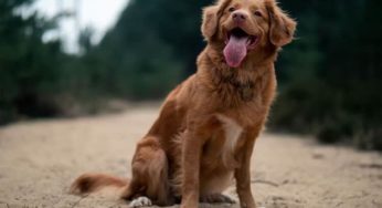 Como os cachorros se comunicam entre si e conosco?