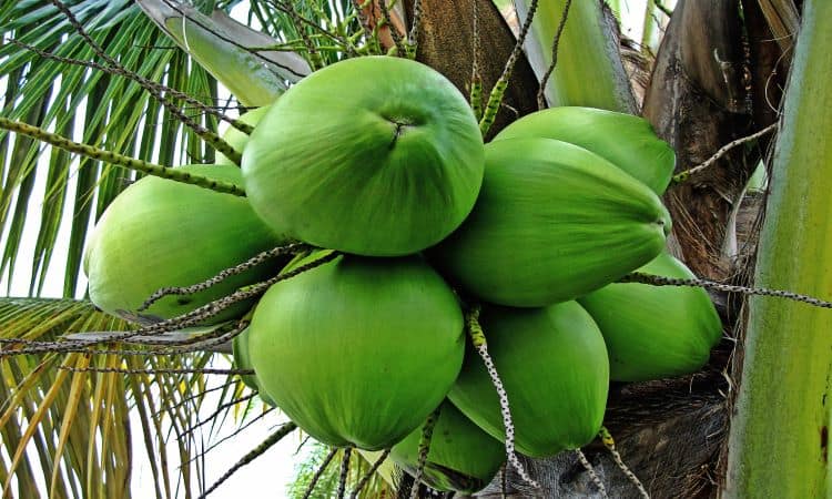 Aprenda como plantar coqueiro em 5 passos