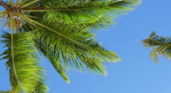 Aprenda como plantar coqueiro em 5 passos