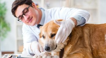 Vale a pena fazer um convênio para cachorro?