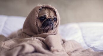 Coronavirose canina: tudo que você precisa saber