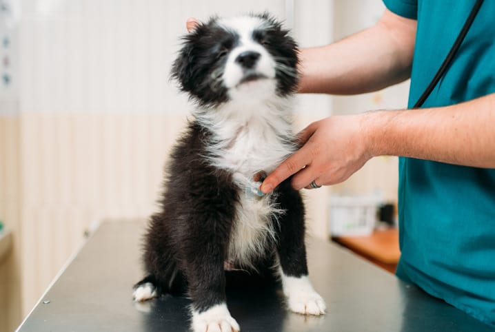 Cachorro filhote com pelos preto e branco sendo examinado pelo veterinário.