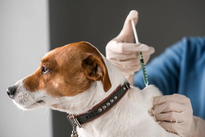 Cachorro SRD branco e marrom sendo vacinado.
