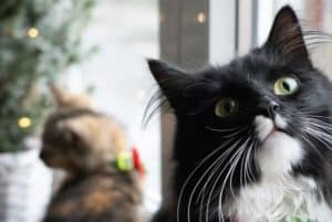 Dia Mundial dos Animais: origem e como ser um defensor