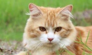 Dia Mundial dos Animais: entenda tudo sobre esta data