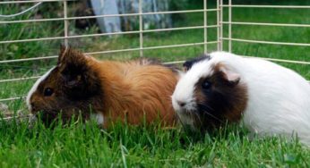 Conheça os benefícios da gaiola grande para animais
