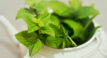 Quiz – Para que serve essa planta medicinal?