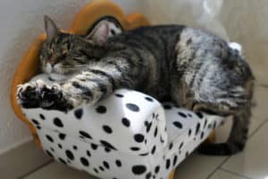Móveis para gatos: saiba como unir utilidade e estilo