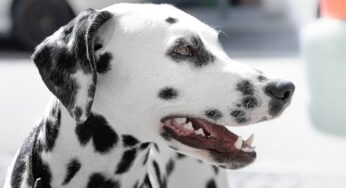 Saiba mais sobre a limpeza de tártaro em cães idosos