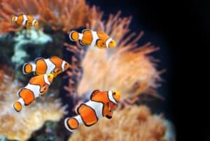 Tipos de peixe para aquários de água doce e salgada