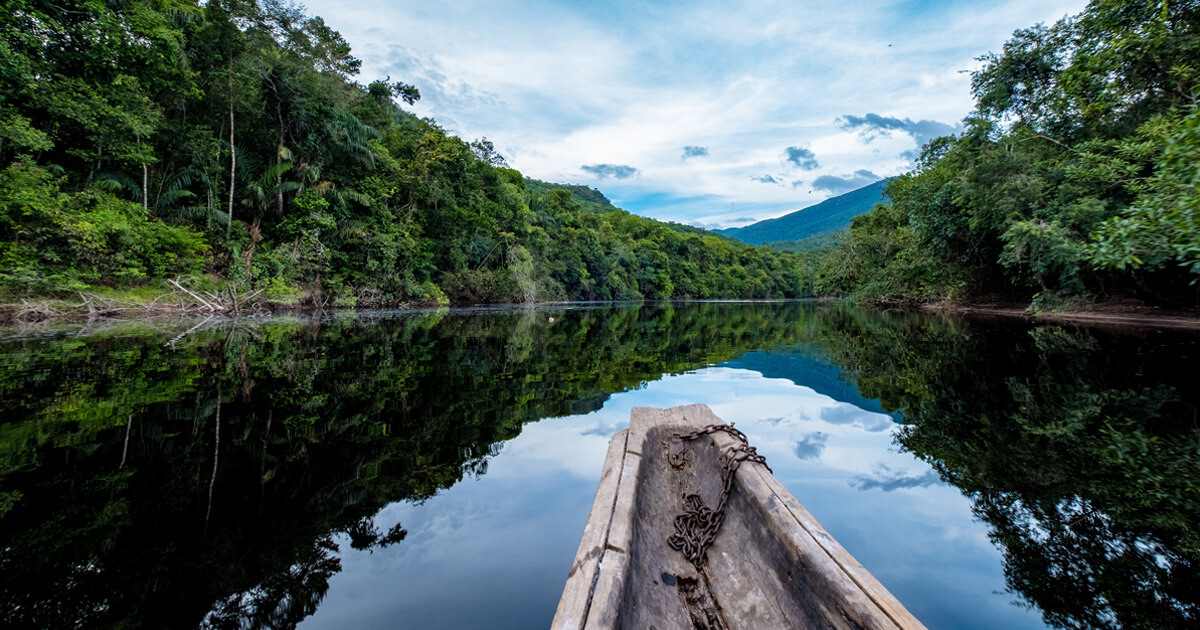 Conheça os principais animais da Amazônia