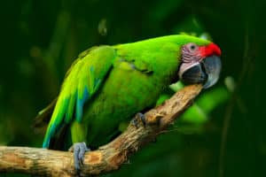 Conheça os principais animais da Amazônia