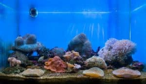 Como escolher o aquário para tartaruga ideal?