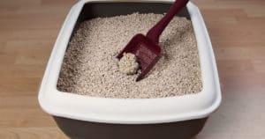 Como usar caixa de areia com peneira para gatos?