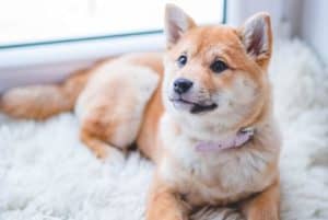 Conheça os benefícios da escada para cachorro