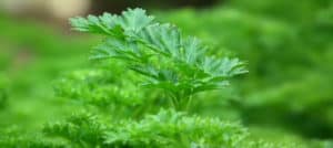 Você sabe como plantar temperos em apartamento?