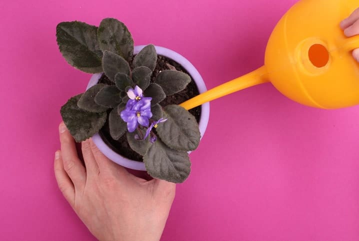 produtos para jardinagem 2