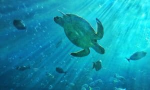 Répteis em extinção: conheça algumas espécies