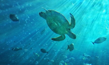 Répteis em extinção: conheça algumas espécies