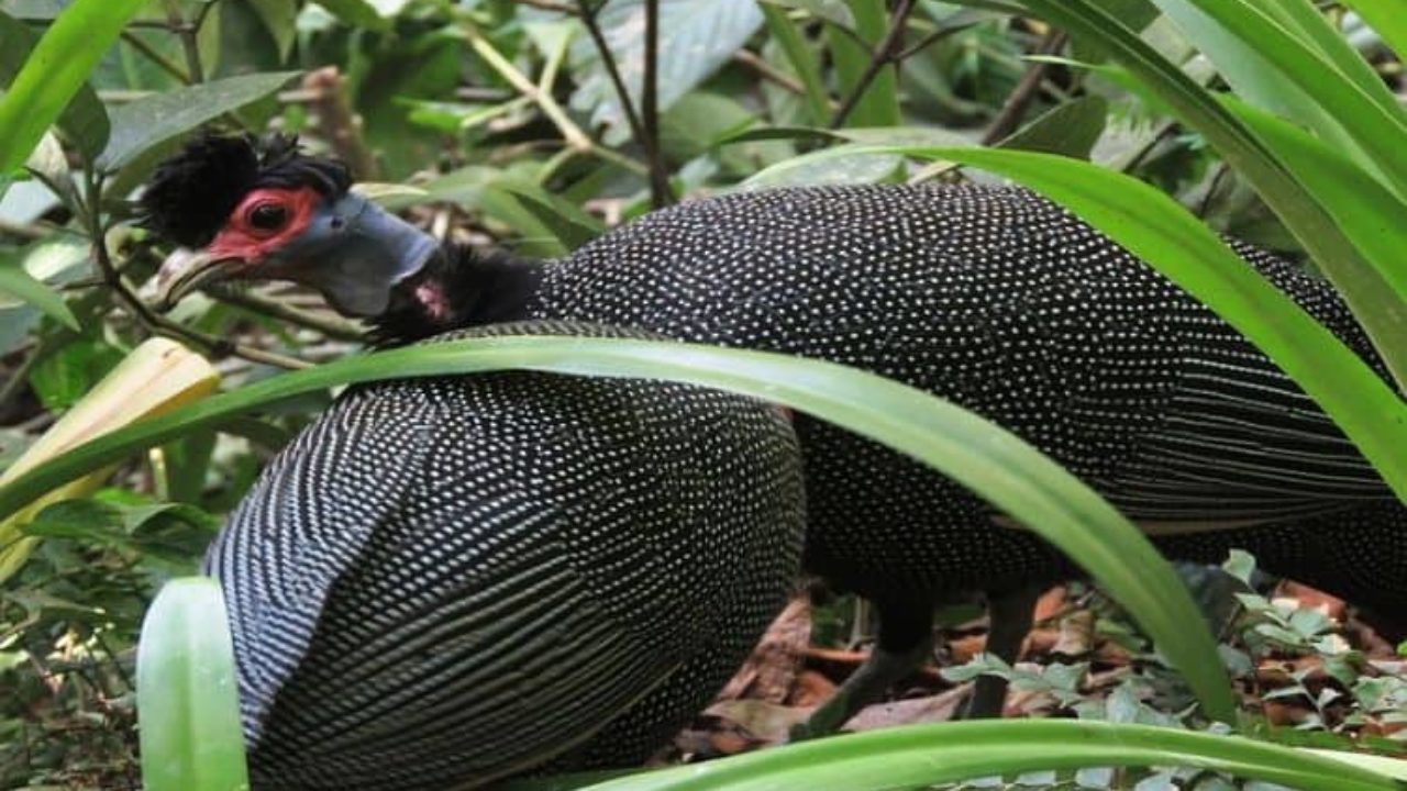 angolinha, desenho de galinha dàngola para ser feita em cam…