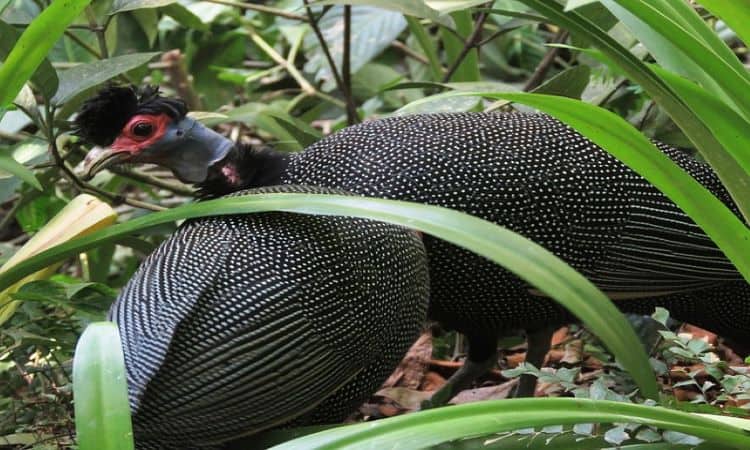 Foto de Desenho Colorido Galinha Ninhada E Três Galinhas Pequenas