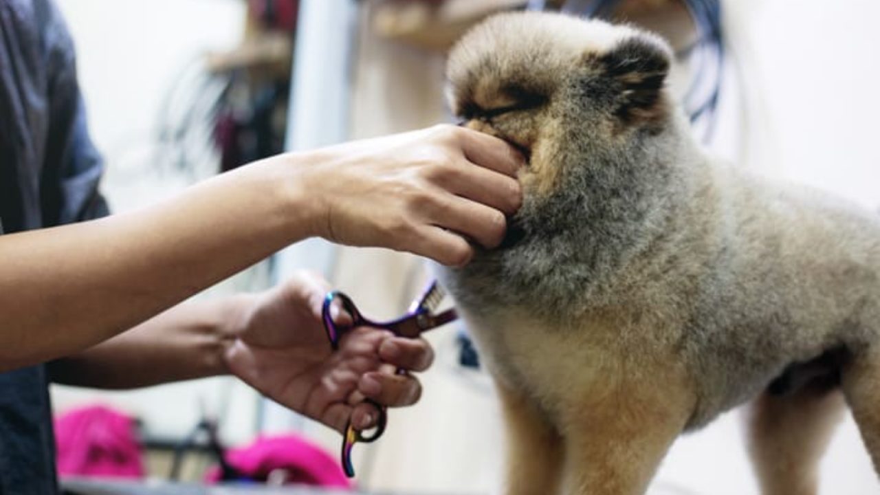 Fofinhos Pet Shop e Estética Animal