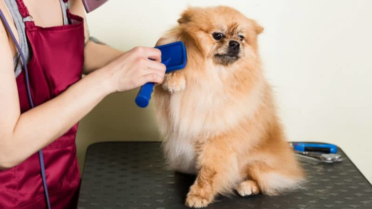 3 coisas que ninguém te conta sobre ter um Spitz Alemão (Lulu da