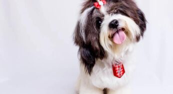 Como secar o pelo do Shih Tzu para ficar sedoso e brilhante!