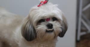 Confira 10 tipos de tosa para Shih-tzu