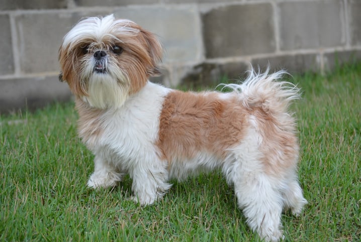 Cachorro shih tzu.