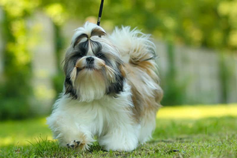 Cachorro shih tzu.