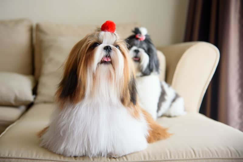 raça de cachorro chines