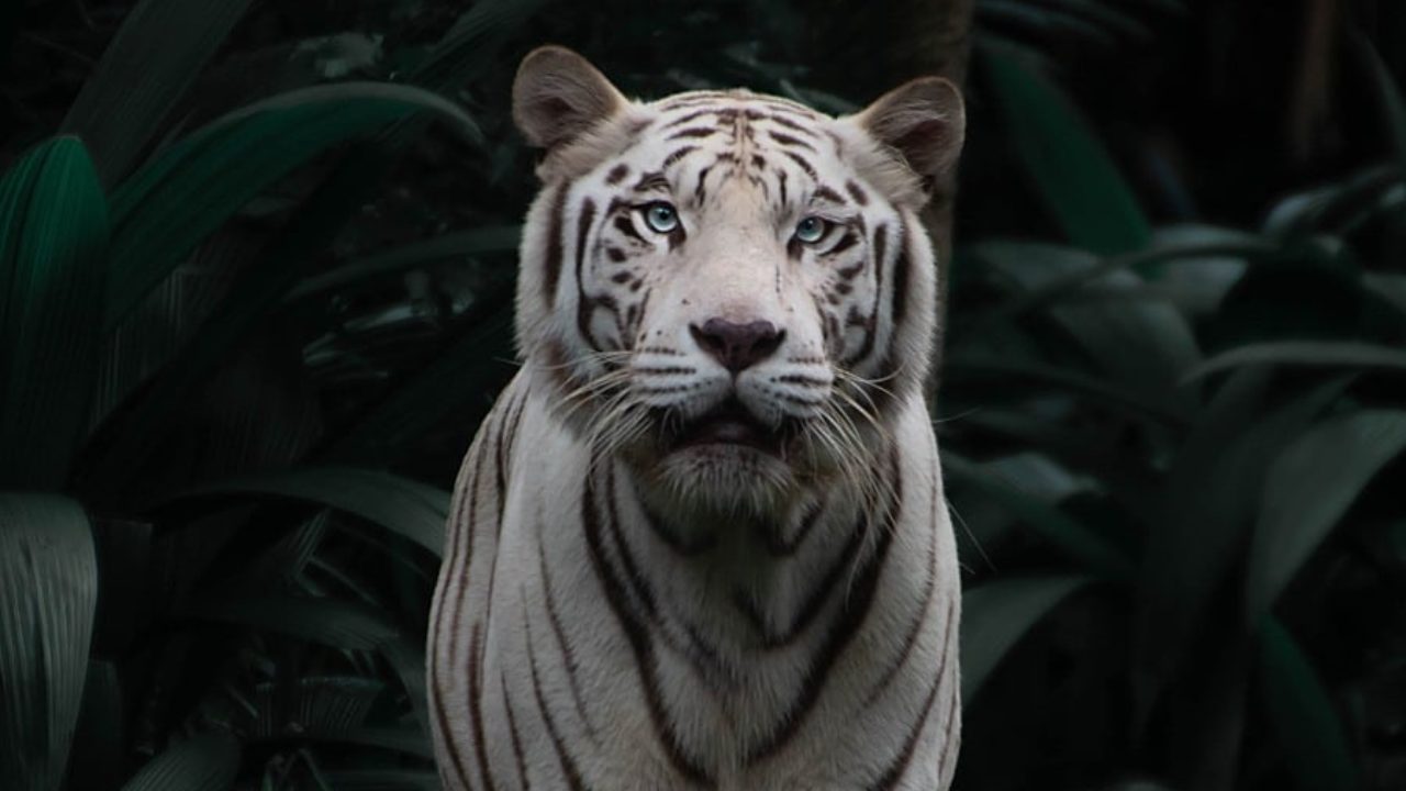 Qual é o bicho mais lindo do mundo?