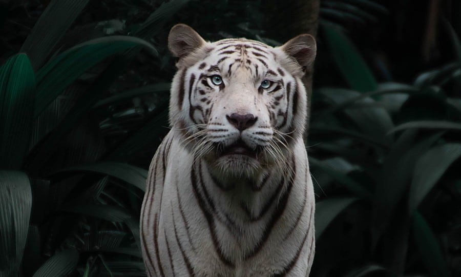 Qual será o animal mais bonito do mundo?