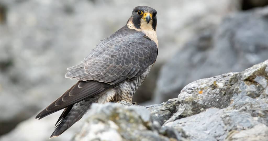 Qual o animal mais rápido do mundo? Entenda aqui | Petz