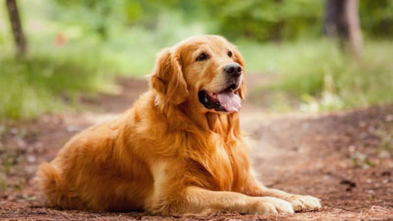Cachorro cruzando com a dona - a-lohas.jp