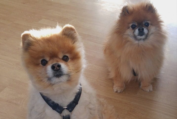 dois cães da raça lulu da pomerânia