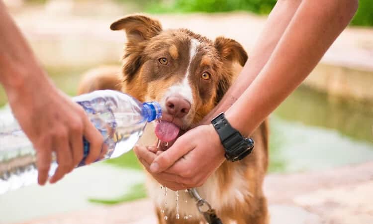 com quantos dias o cachorro pode tomar água