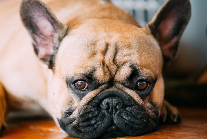 Cachorro deitado no chão de madeira.