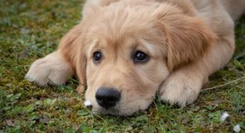 Saiba como dar remédio líquido para cachorro!