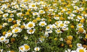 Descubra o passo a passo de como plantar camomila