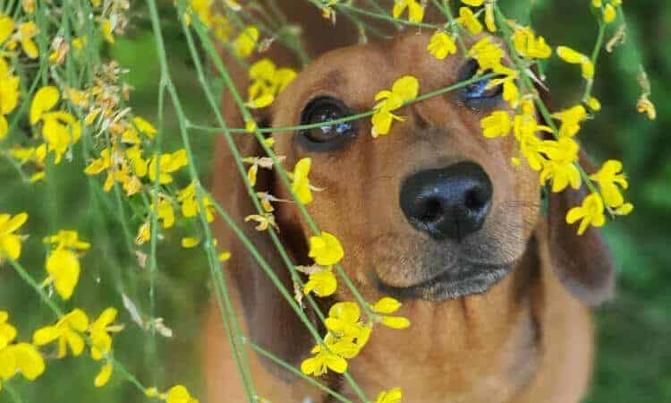 cachorro próximo à flores