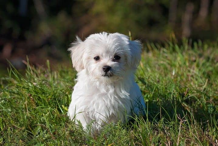 8 frases sobre cachorro para demonstrar o seu carinho