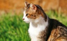 frases sobre gatos 3