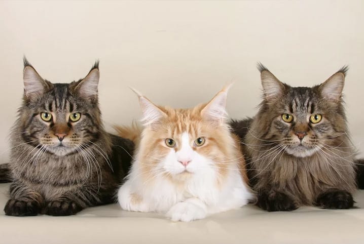 três gatos de raça olhando para a câmera.