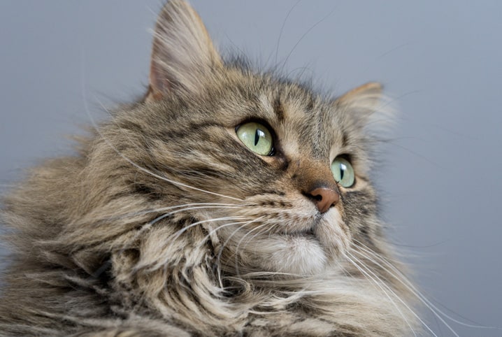 Gato mais raro do mundo pode custar quase R$ 80 mil - Mega Curioso